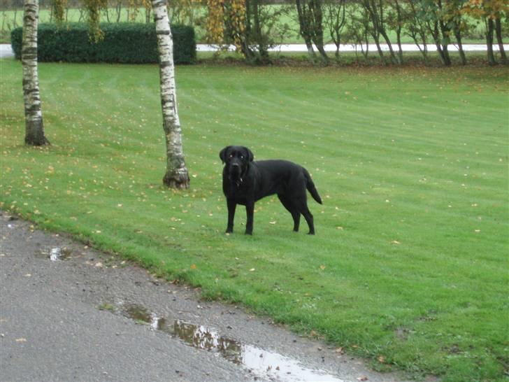 Labrador retriever Donna - Se lige så flot jeg er(: billede 16