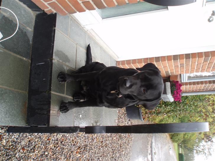 Labrador retriever Donna - Sikke fint jeg sidder her(; billede 17