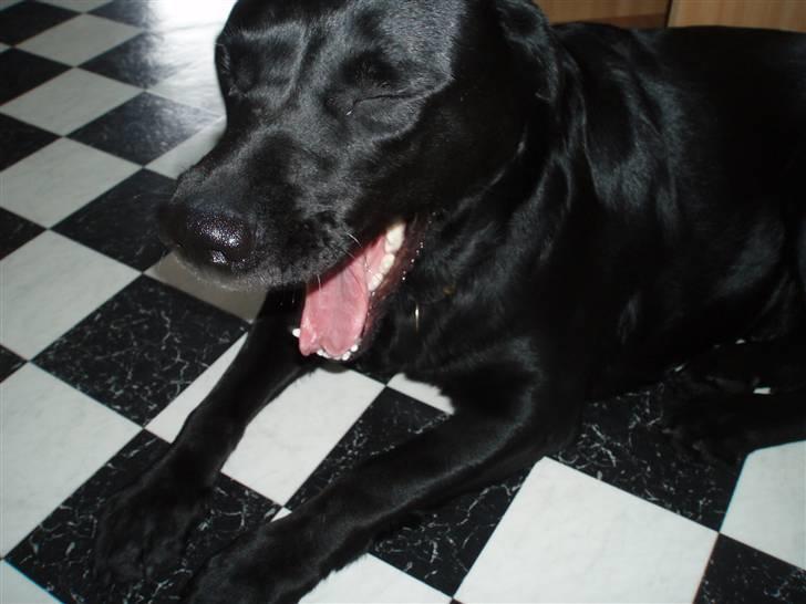 Labrador retriever Donna - Må jeg ikke godt snart lige få en lur-jeg er så træt(; billede 18