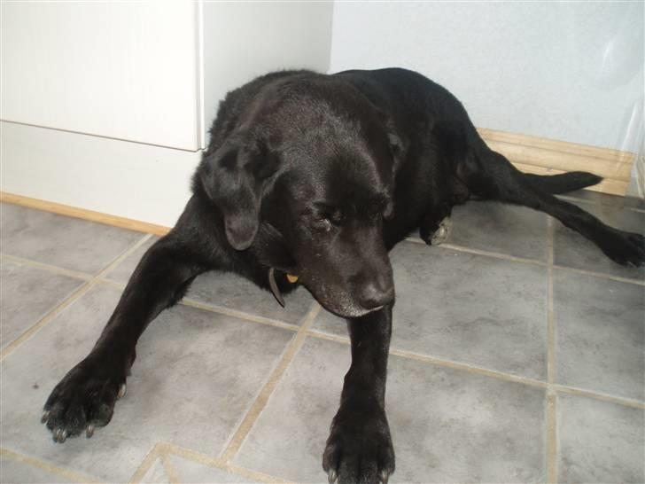 Labrador retriever Jaques *død* - Jaques ligger lige og vasker sig(: billede 12