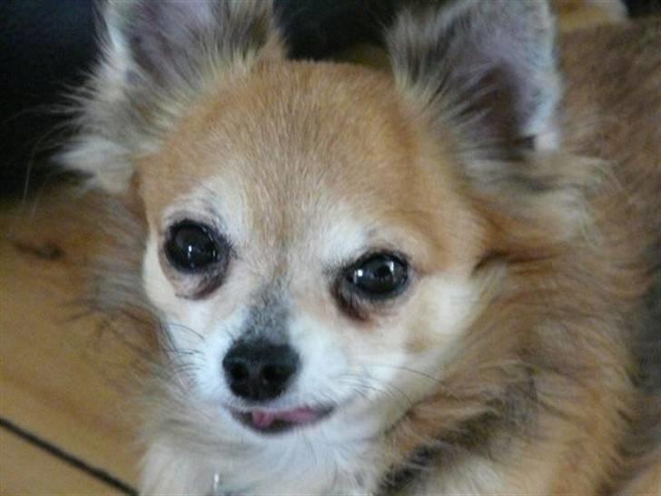 Chihuahua Choko - R.I.P. billede 1