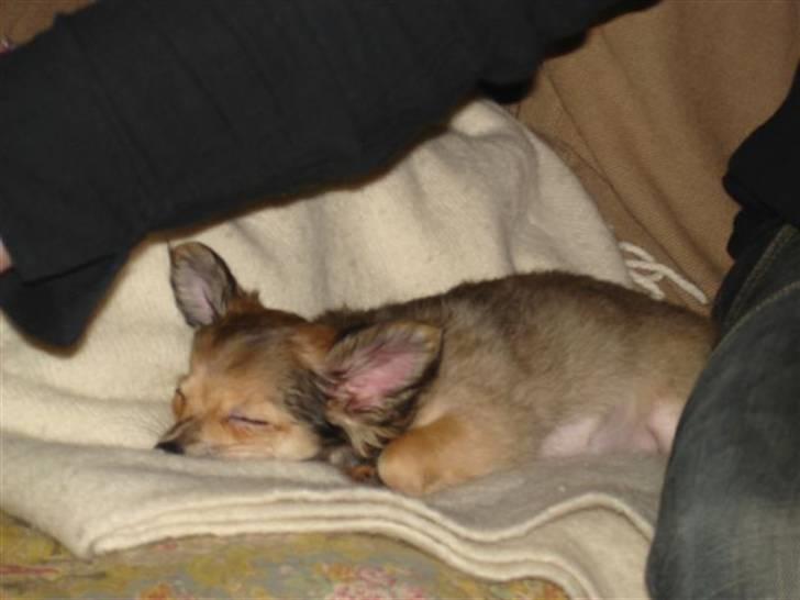 Chihuahua Choko - R.I.P. - Første nytårsaften, blev taget med absolut afslappethed billede 2