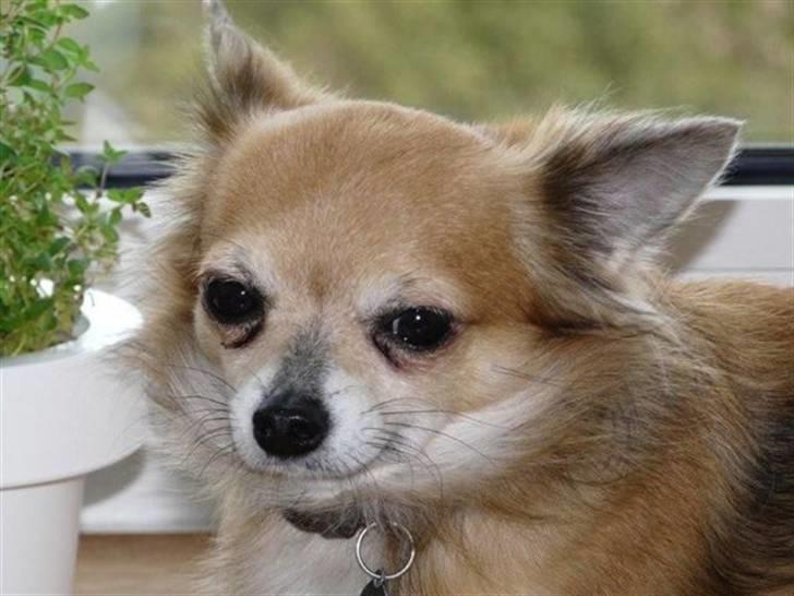 Chihuahua Choko - R.I.P. billede 4