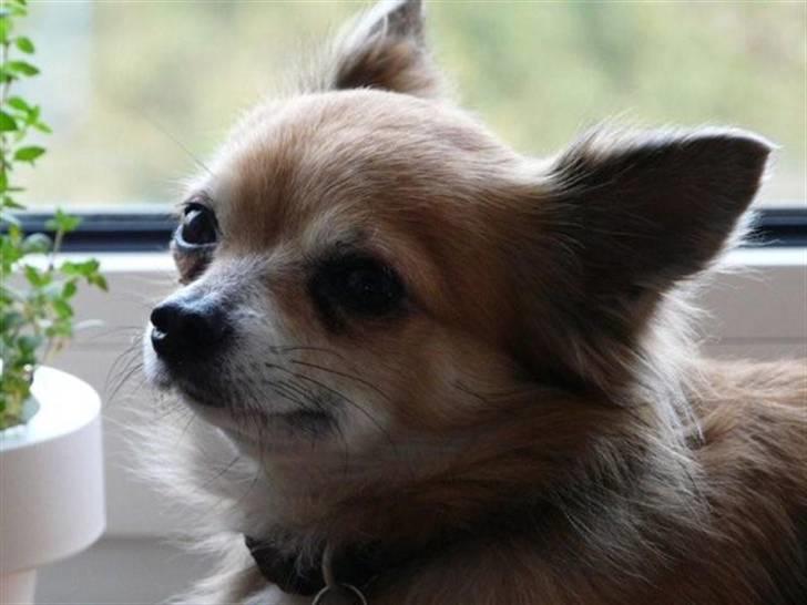 Chihuahua Choko - R.I.P. billede 5