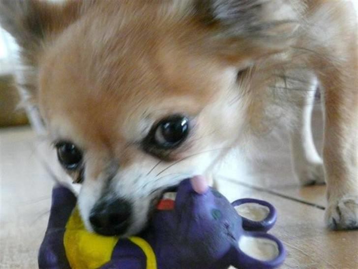 Chihuahua Choko - R.I.P. - Ynglingslegetøjet får en gnasketur billede 6