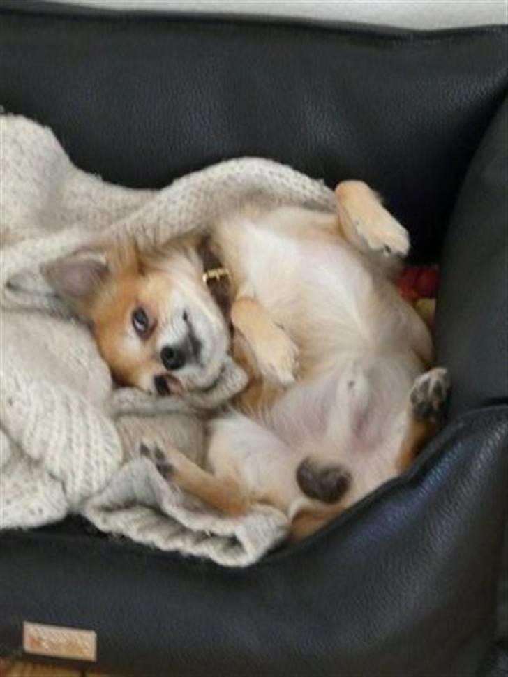 Chihuahua Choko - R.I.P. billede 8