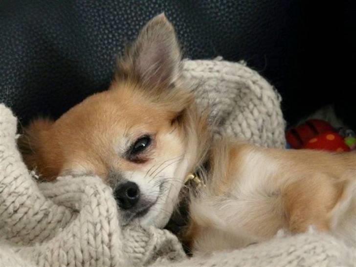 Chihuahua Choko - R.I.P. billede 9