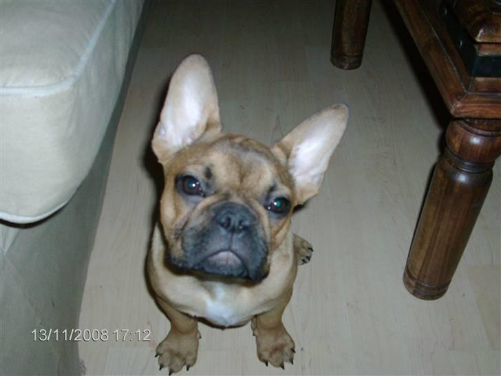 Fransk bulldog Skrubbe billede 1