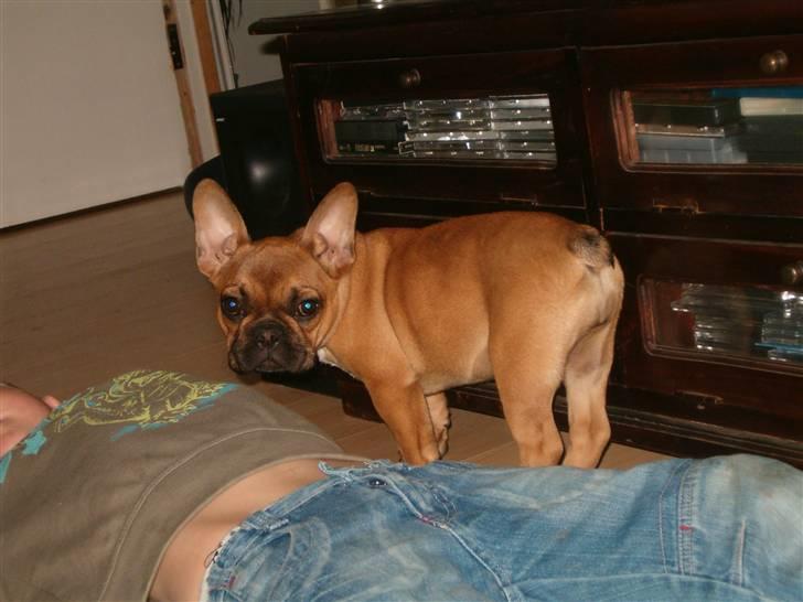 Fransk bulldog Skrubbe billede 2