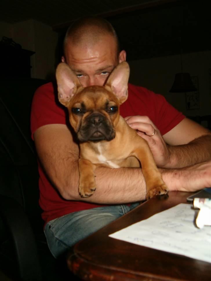 Fransk bulldog Skrubbe billede 3