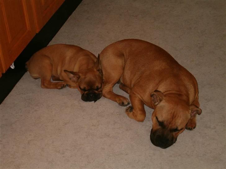 Fransk bulldog Skrubbe billede 4