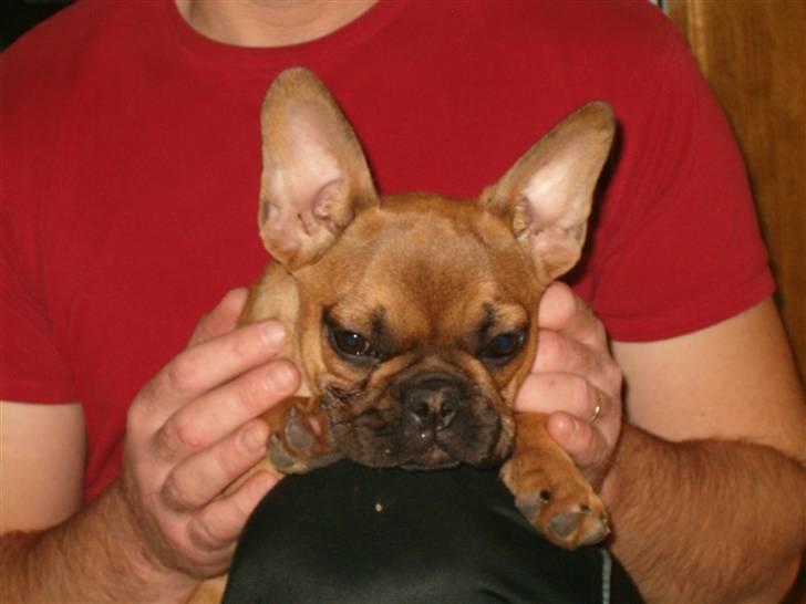 Fransk bulldog Skrubbe billede 5