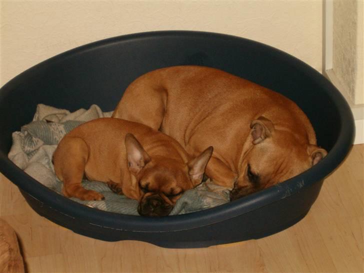 Fransk bulldog Skrubbe billede 6