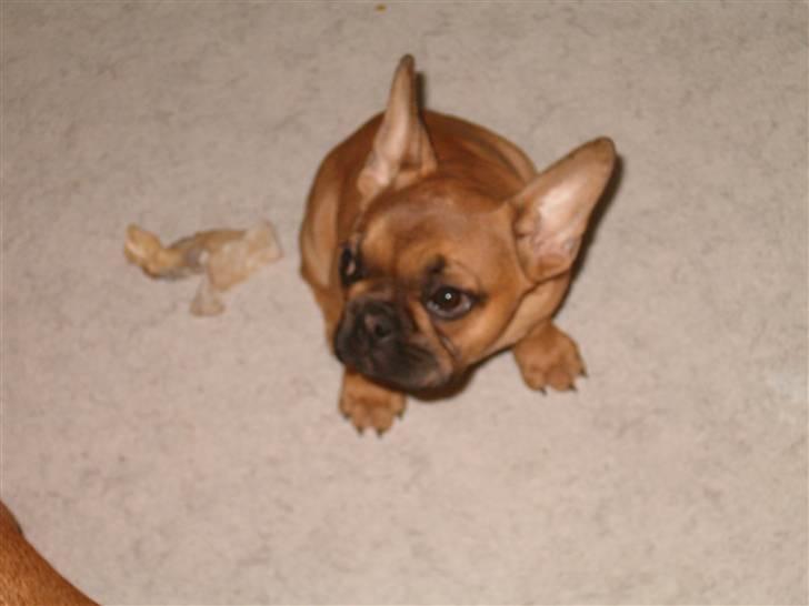 Fransk bulldog Skrubbe billede 7