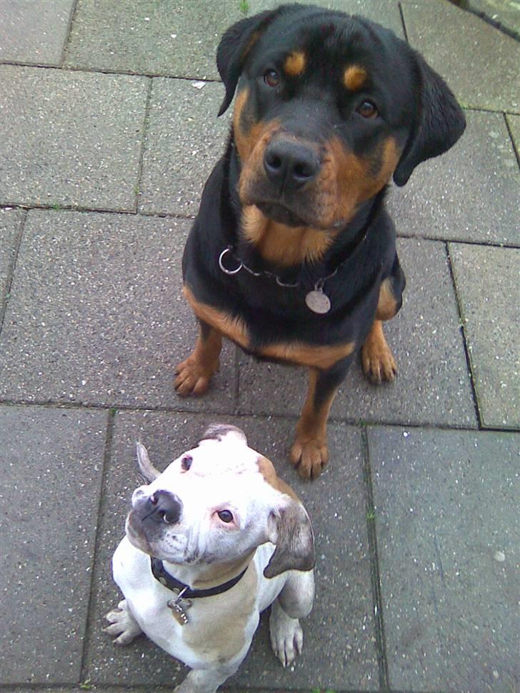 Amerikansk bulldog Trunte - sammen med store Rambo :D De elsker at lege.  billede 14