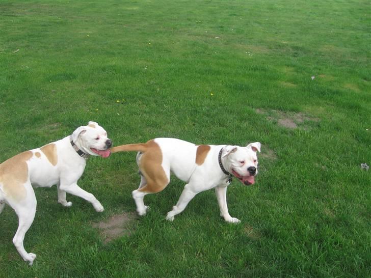 Amerikansk bulldog Trunte - De to dejlige hunde :D billede 15