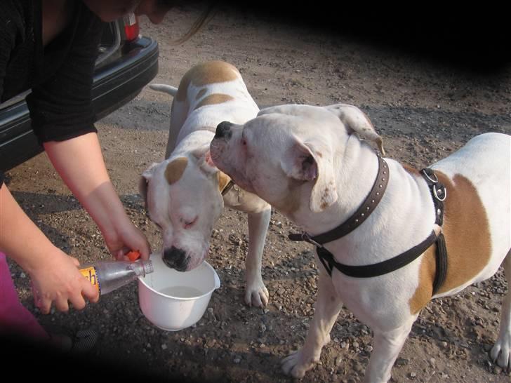 Amerikansk bulldog Trunte billede 16