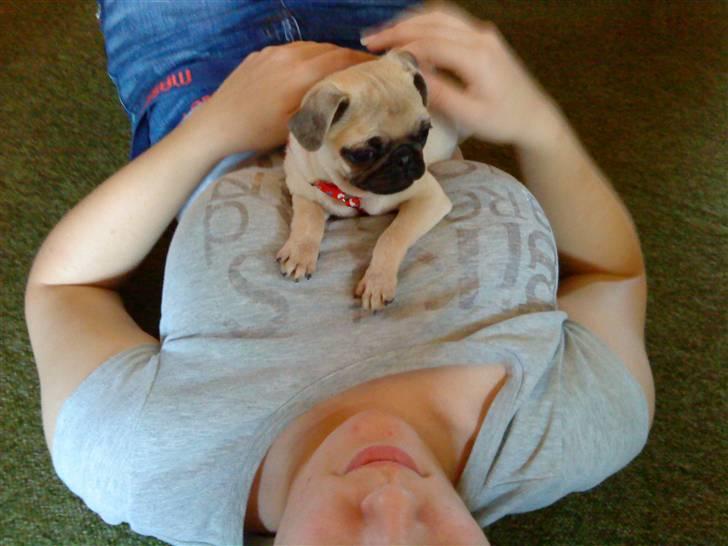 Mops Pixie *søster's* billede 4