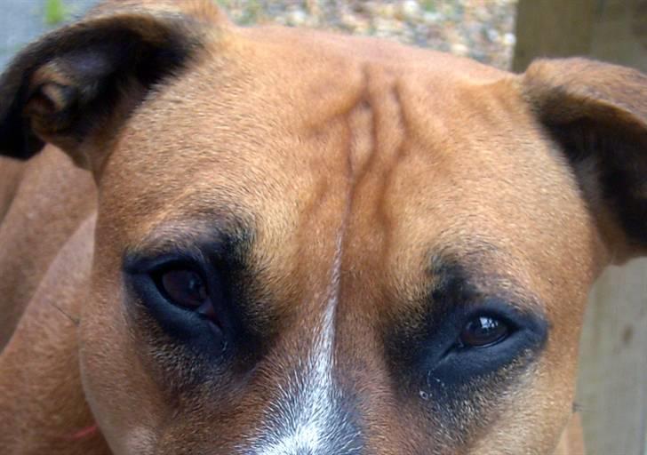 Amerikansk staffordshire terrier ~*~*~*~ Angie ~*~*~*~ billede 8