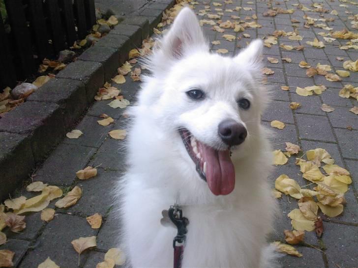 Japansk spids Dubi - Nu er jeg blevet stor :) billede 6