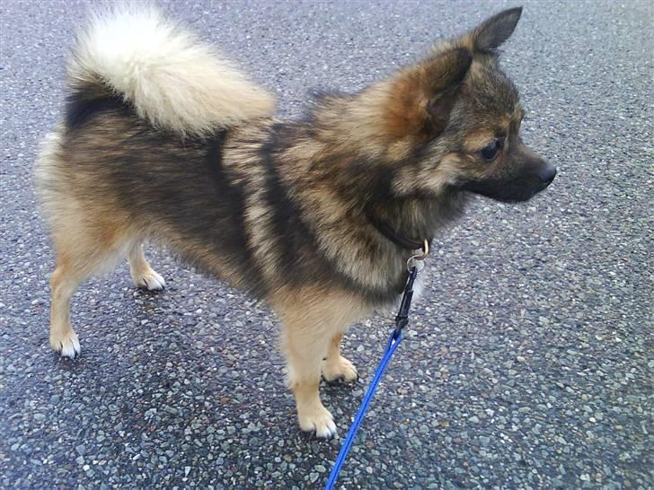 Blanding af racer Perle billede 1