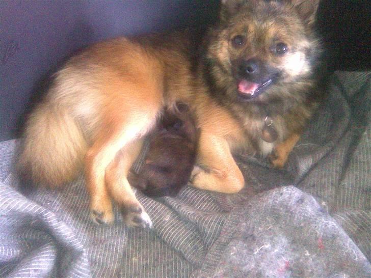 Blanding af racer Perle billede 2