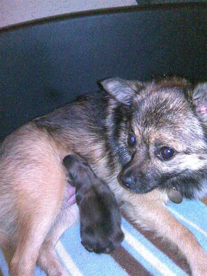 Blanding af racer Perle billede 3