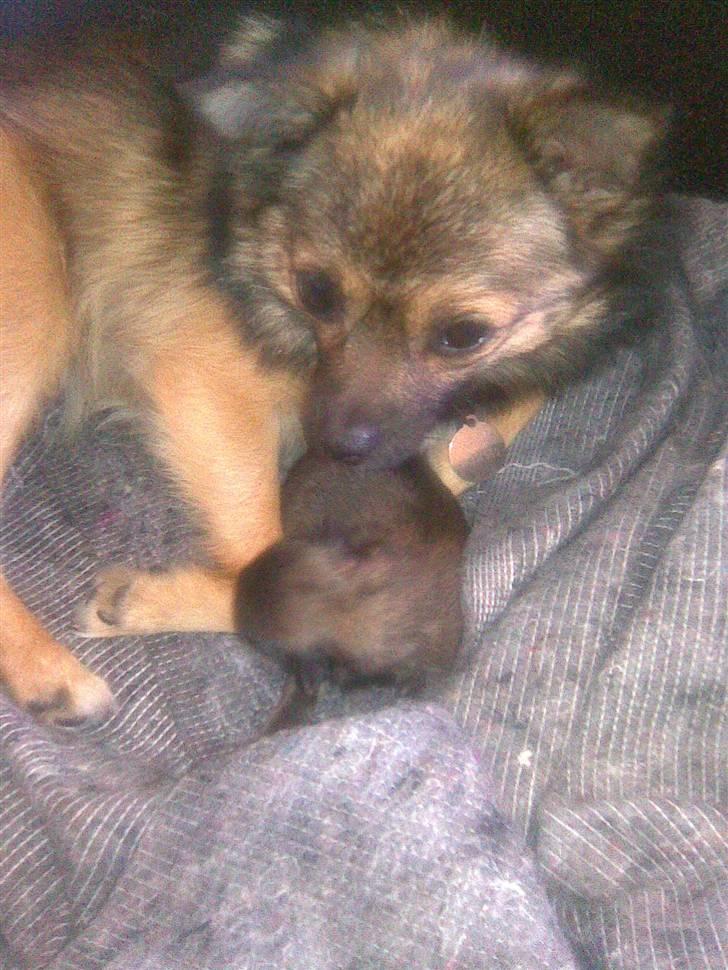 Blanding af racer Perle billede 4