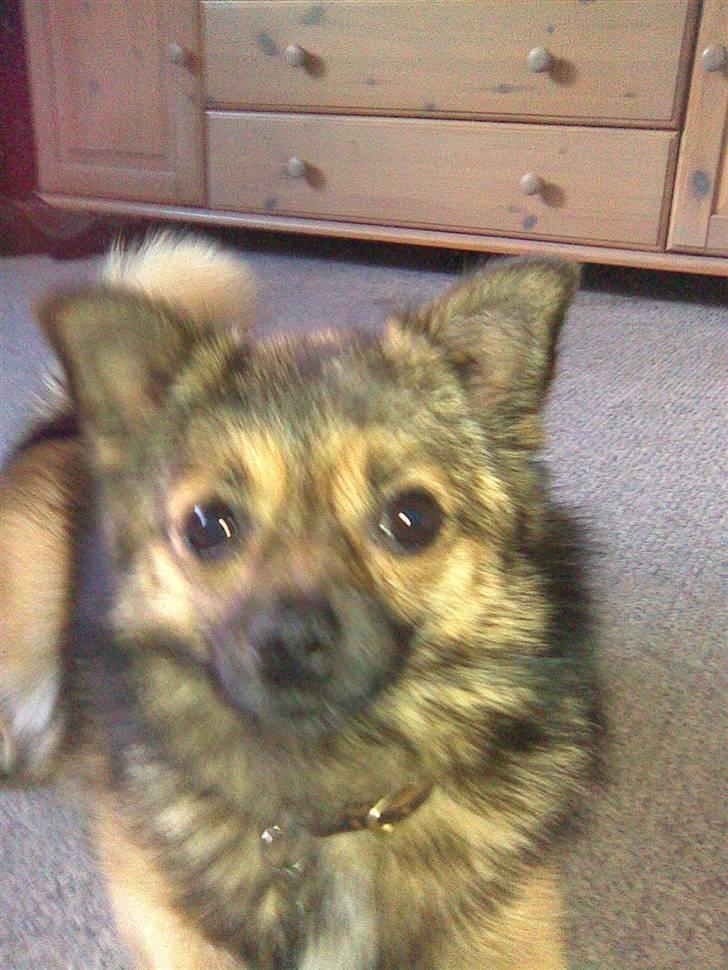 Blanding af racer Perle billede 5