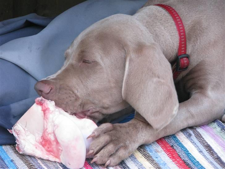 Weimaraner Jojo - jubiiii - gnaveben. billede 6