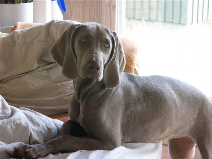 Weimaraner Jojo - Er jeg sådan rigtig i sofaen nu? billede 7