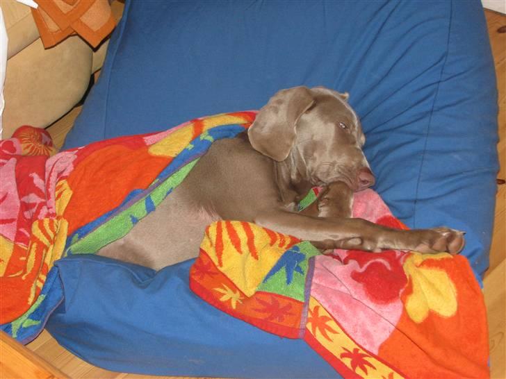 Weimaraner Jojo - Jeg får mig lige en "morfar". billede 8