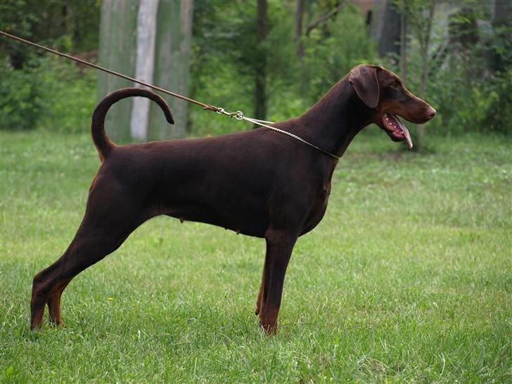 Dobermann Arwen (Luna) - Nyeste ståbillede, blev taget i Serbien på ferie! billede 1