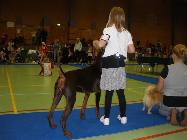 Dobermann Arwen (Luna) - på skue i billund var jeg med til barn og hund, og det er Mette på 8 der styrer mig:-) Vi blev nummer 2 billede 3