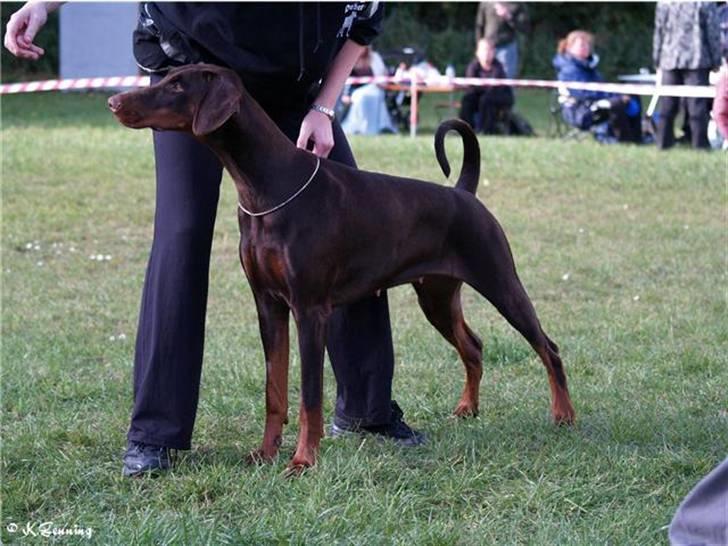 Dobermann Arwen (Luna) - udstilling i Blovstrød billede 4