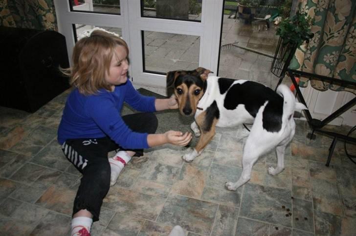 Dansk svensk gaardhund Bonzo - Stella og Bonzo billede 3