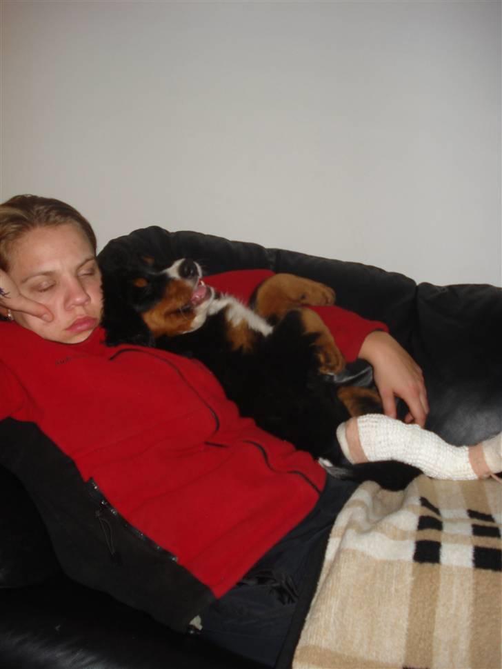 Berner sennenhund Bel`Royal`s Cocio - når man er lille baby og har brækket et ben må man gerne sove sammen med sin mor i sofaen billede 17