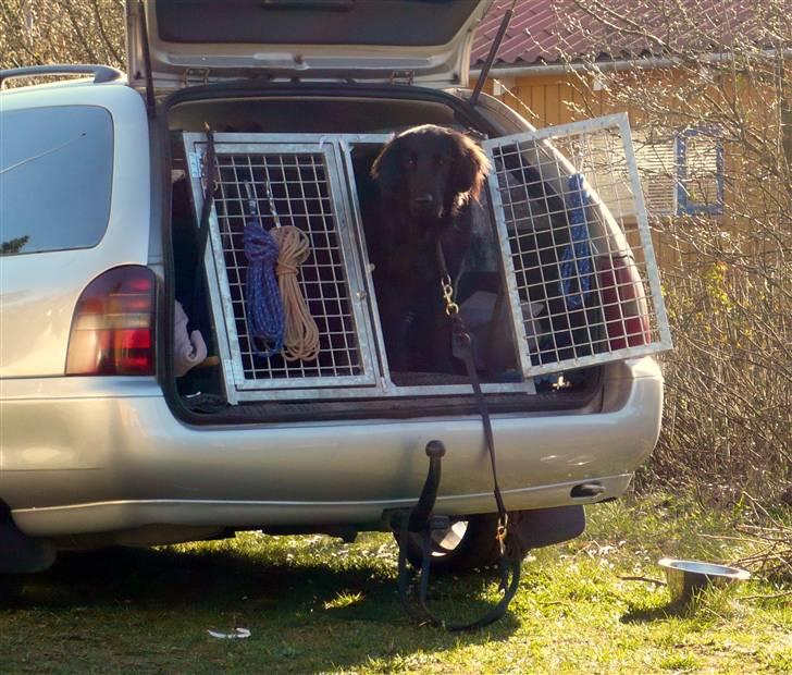Flat coated retriever Troels billede 4
