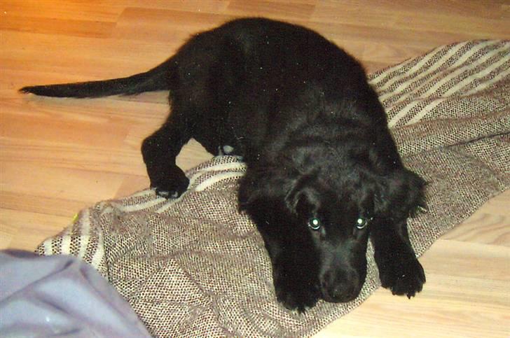 Flat coated retriever Troels billede 5