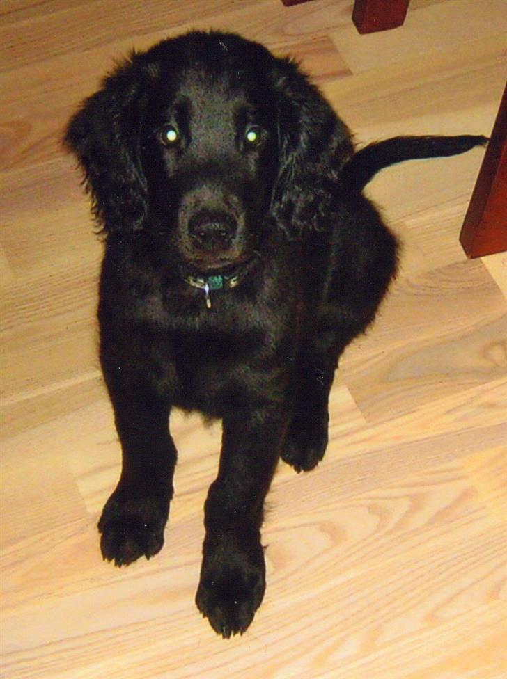 Flat coated retriever Troels billede 6