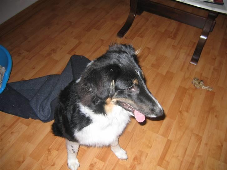 Blanding af racer Skibber<3 billede 12