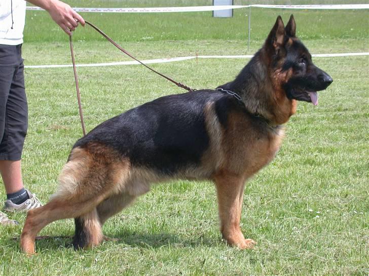 Schæferhund Aldum Amadeus billede 1