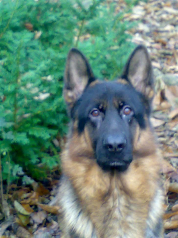 Schæferhund Aldum Amadeus billede 2