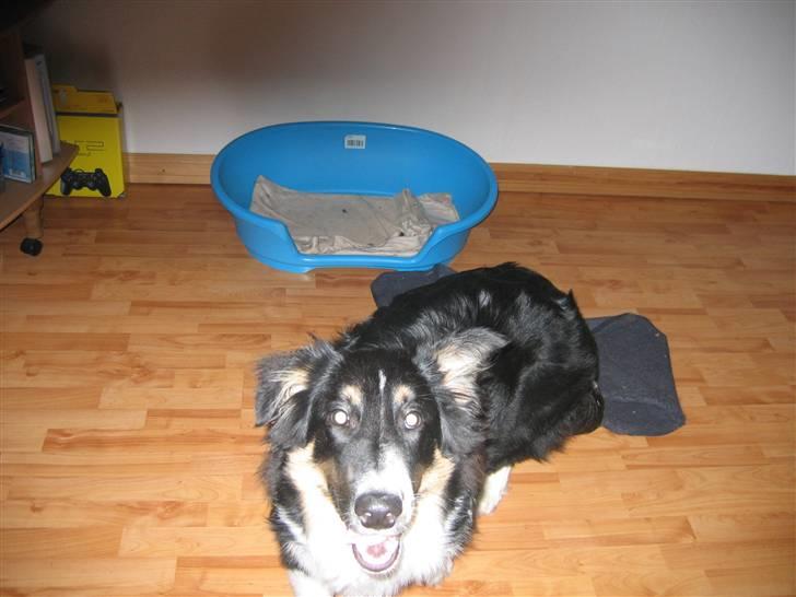 Blanding af racer Skibber<3 billede 13