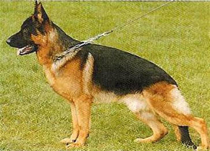 Schæferhund Aldum Amadeus billede 3