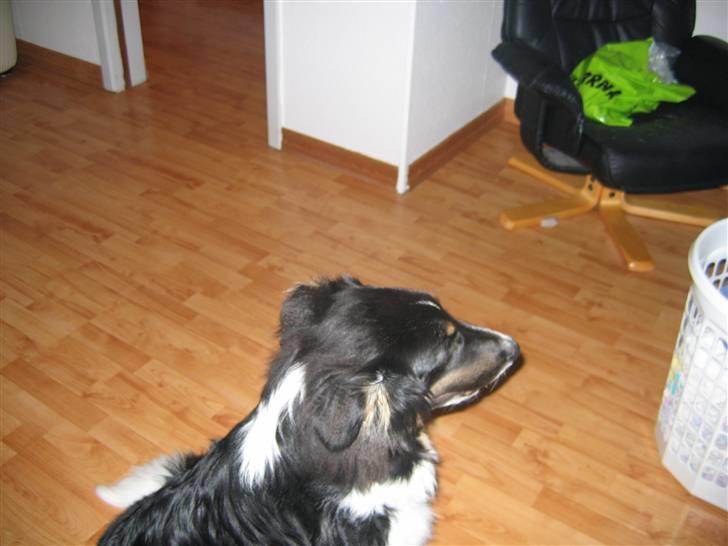 Blanding af racer Skibber<3 billede 14