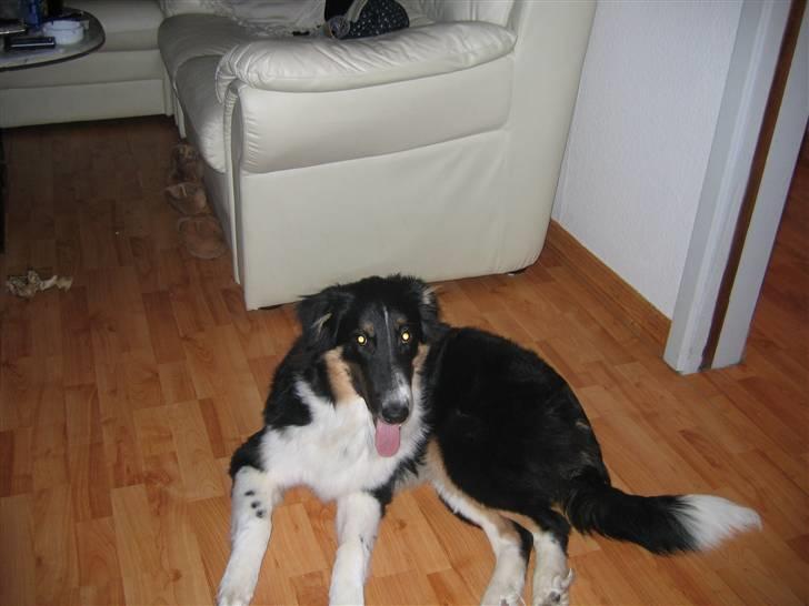 Blanding af racer Skibber<3 billede 15