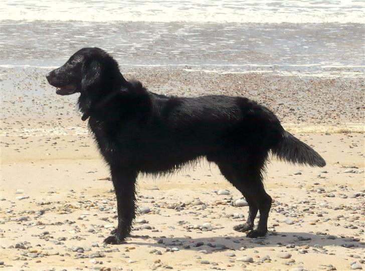 Flat coated retriever Troels billede 7