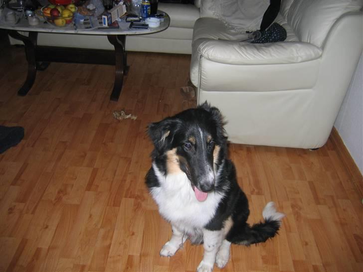 Blanding af racer Skibber<3 billede 16