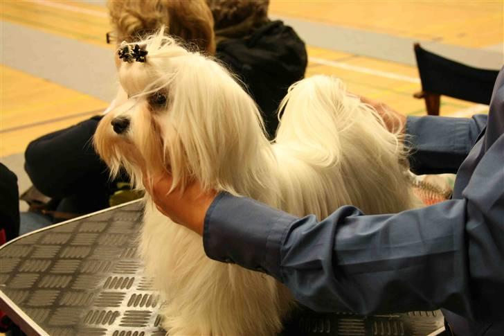 Malteser Matisse billede 12